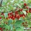 공룡나라 친환경 보리수농장 이미지