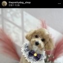 더 이쁘개 이미지