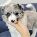 드림독 강아지분양 안심분양센터 인천점 이미지