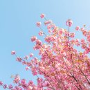 구암리 자전거도로 가로수 | 하남 미사경정공원 겹벚꽃 실시간 피크닉 조정경기장 꿀팁