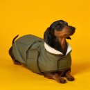 도그엔젤 이미지