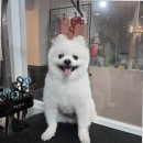제이펫 | 제이펫살롱에서의 울산 강아지 미용 후기 감동적인 서비스