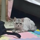 고돌이네 이미지