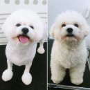 나리펫살롱 | 구로구애견미용 구로동애견미용 나리펫살롱에서 비숑프리제 꼬모♡송이♡
