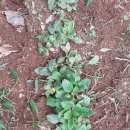 시은농장 이미지