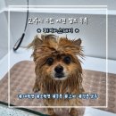 버블퍼피 | 애견 셀프 목욕 &lt;퍼피바스데이&gt; 24시 무인 운영! 소형견부터 대형견까지! 직접 이용해 본 리얼 후기