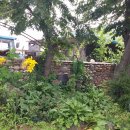 파주 한빛 침례 교회 2015년 6월 이미지