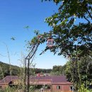 장미떡볶이 이미지