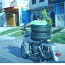 시골오리 이미지