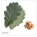 도토리나무