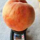 대광농원 이미지