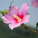 화성무궁화 이미지