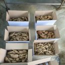 황금빛농장 이미지