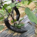 옛고을농장 이미지