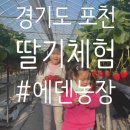 에덴농장 | 겨울 실내 아기랑 갈 만한 곳, 경기도 근교 딸기체험 포천 에덴농장 가격, 위치, 딸기상태 내돈내산 후기!