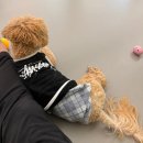 휴멍애견유치원 이미지