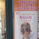 개똥이 애견샵 이미지