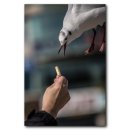 부산갈매기 이미지