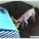 써리 독 이미지