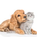 아이유동물메디컬센터 이미지