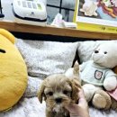 러브 애견 이미지