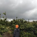 연관목장 | [제주여행] 짧게 다녀온 제주여행 맛집, 카페, 감귤따기체험 등 후기