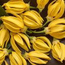 일랑일랑 이미지