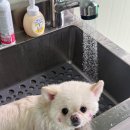 강릉멍릉도원애견펜션 이미지