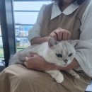 미미캣살롱&고양이호텔 | 영종도고양이미용 영종도고양이호텔 영종도고양이무마취미용 인천공항고양이호텔
