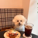 GOOD(굿) 행정사/공인중개사 사무 | [수원 광교] 강아지 동반 식당, 카페, 백화점, 매장 리스트 총 정리!