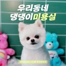 강아지미용실 이미지