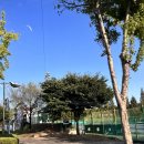 조치원체육공원(테니스장) 이미지