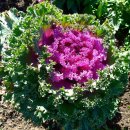 꽃양배추 [Ornamental cabbage (Brassica oleracea)] 이미지