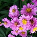 정원본가 이미지