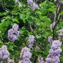 오동나무 이미지