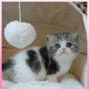 광주고양이분양 제나캣 광주점 이미지