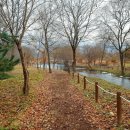 자라섬 캠핑장 이미지