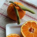 봉예농장 | 한라봉 너무 맛있다!! 제주 농산물 농장 직거래 제주봉봉