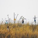 갈대이야기 이미지