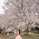 코in제주 | 4월 벚꽃,유채/갯무꽃밭 촬영후기 [연그라미X뷰티인사이드제주X비올론플라워X무지개상점인제주] 나..다...