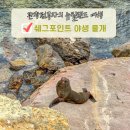물개 | 뉴질랜드 남섬 더니든 오아마루 가볼만한곳 쉐그포인트 야생 물개 후기