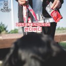 쿨한 강아지 이미지