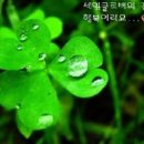 세잎클로버 이미지