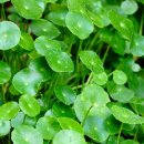 농업회사법인 농원바이오 이미지