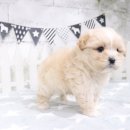 수원-0155 이미지