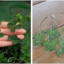 네잎클로버 이미지