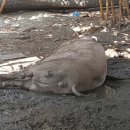 한동대학교 국제개발협력대학원 이미지