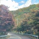 밤머리재홍단풍거리 이미지