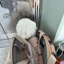 퍼스트 독 스쿨 이미지