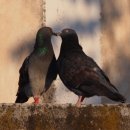 돌판위에저팔계 이미지